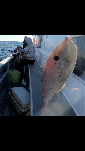 ウスバハギの釣果