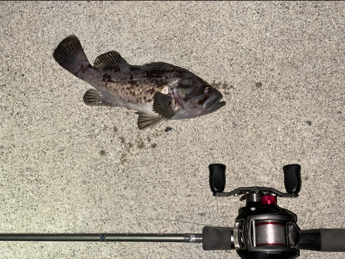 クロソイの釣果