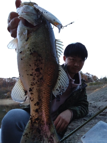 ブラックバスの釣果