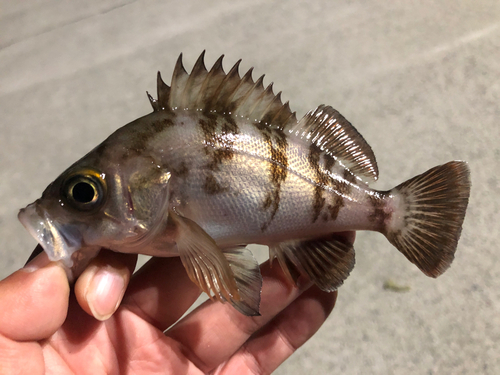 メバルの釣果