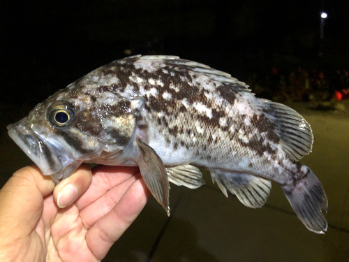 クロソイの釣果