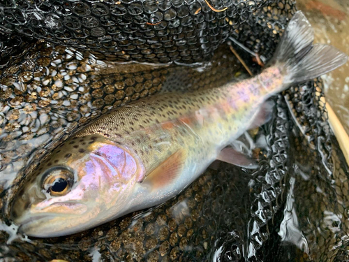 ニジマスの釣果