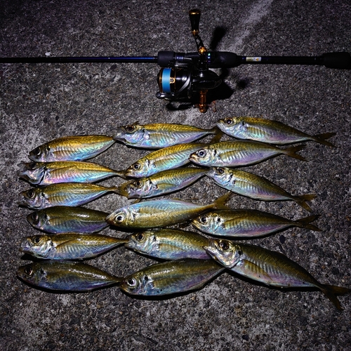 アジの釣果