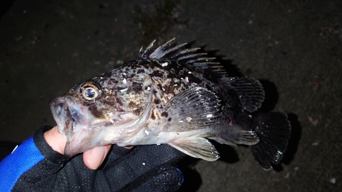 クロソイの釣果