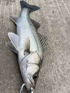 タイリクスズキの釣果