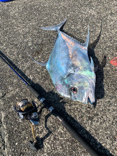 イトヒキアジの釣果