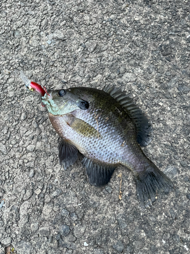 ブルーギルの釣果