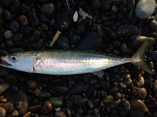 サバの釣果