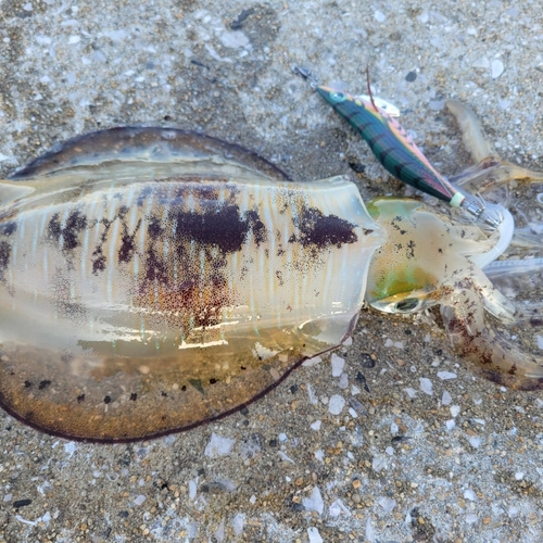 アオリイカの釣果