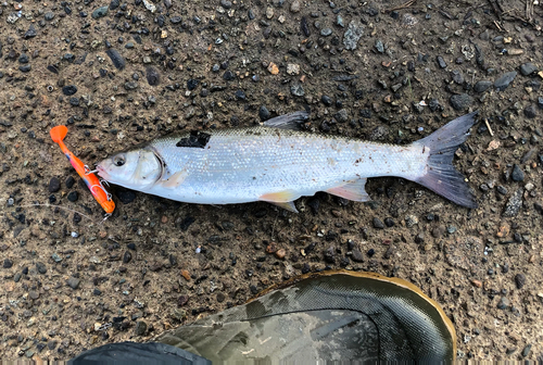 ウグイの釣果