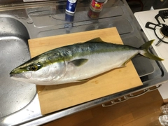 ワラサの釣果