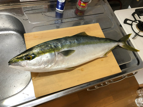 ワラサの釣果