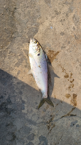 コノシロの釣果