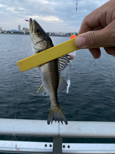 セイゴ（マルスズキ）の釣果