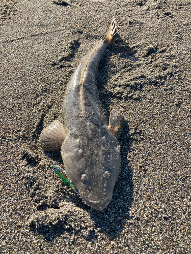 マゴチの釣果