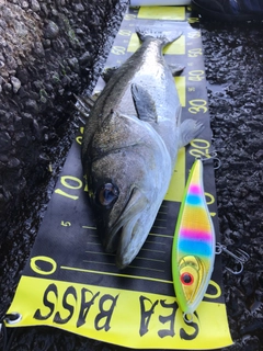 シーバスの釣果