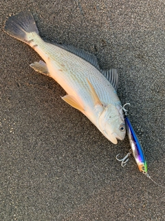 シログチの釣果