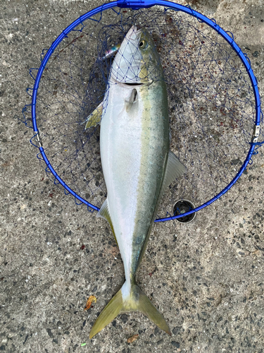 ブリの釣果