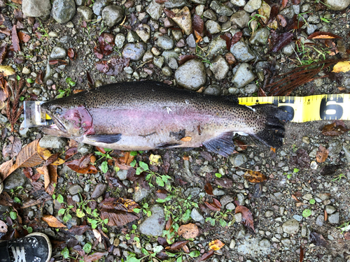 ニジマスの釣果