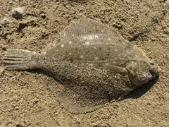 カレイの釣果