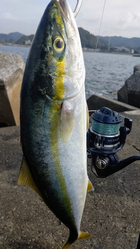 イナダの釣果