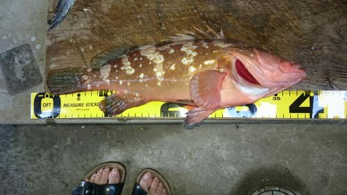 アコウの釣果