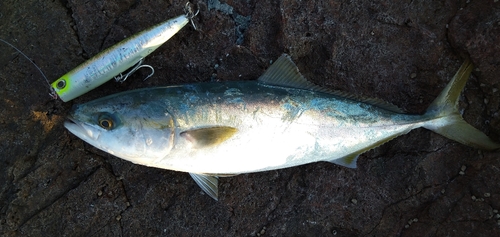 ヤズの釣果