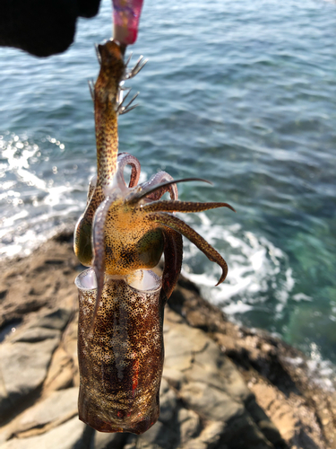 アオリイカの釣果