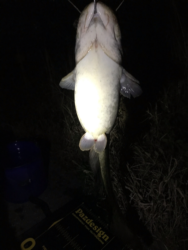 マナマズの釣果