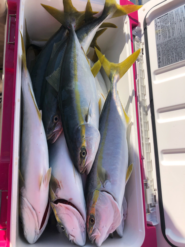 イナダの釣果