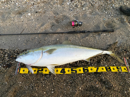 ブリの釣果