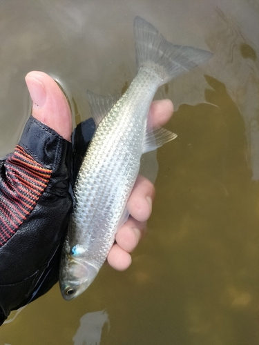 ボラの釣果