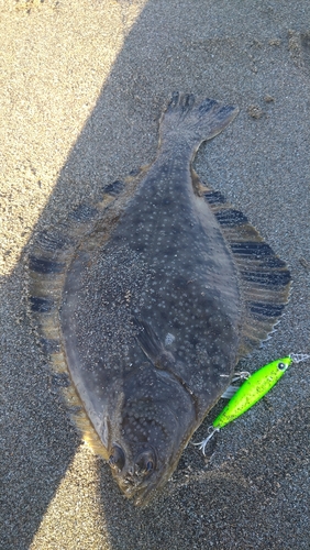 カレイの釣果