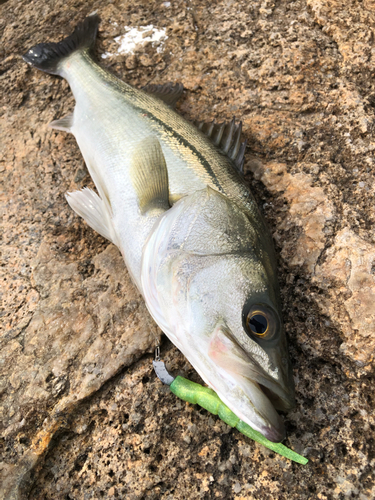 スズキの釣果