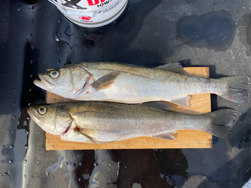 シーバスの釣果