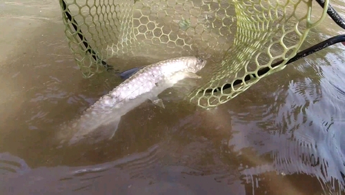 アメマスの釣果