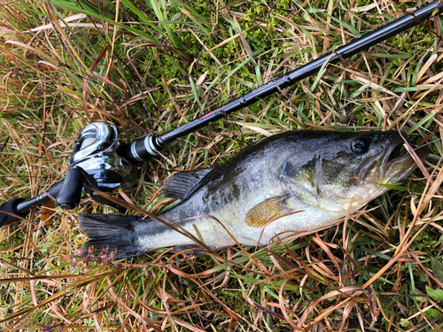 ラージマウスバスの釣果