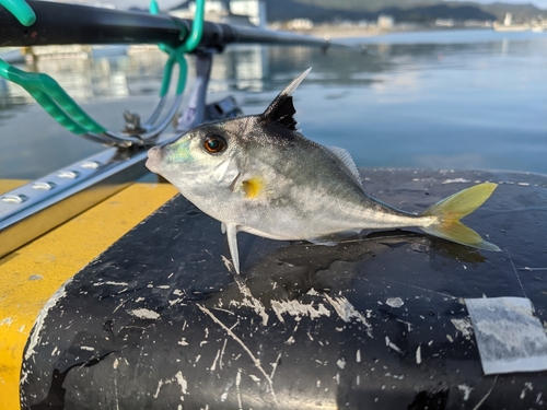 ギマの釣果