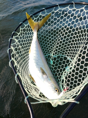 ワラサの釣果