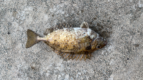 アイゴの釣果