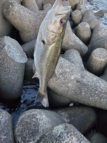 フッコ（マルスズキ）の釣果