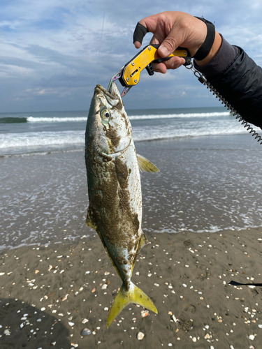 イナダの釣果