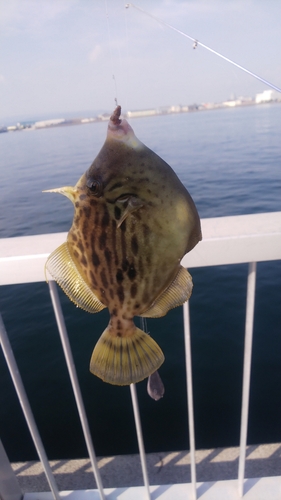 カワハギの釣果