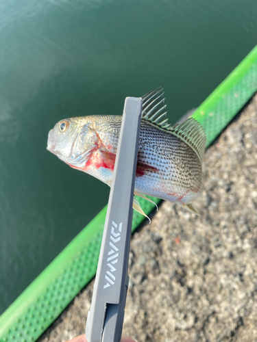 イシモチの釣果