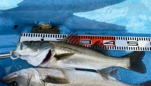 シーバスの釣果