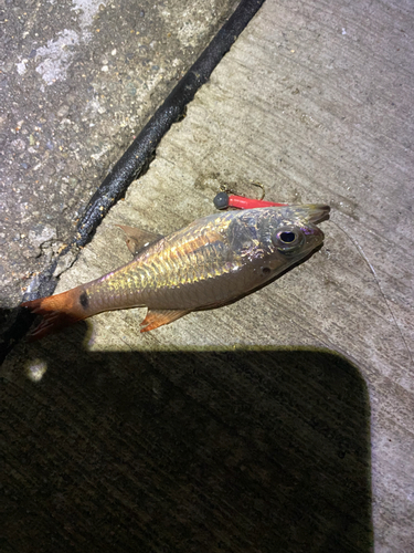 ネンブツダイの釣果