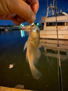 イシモチの釣果