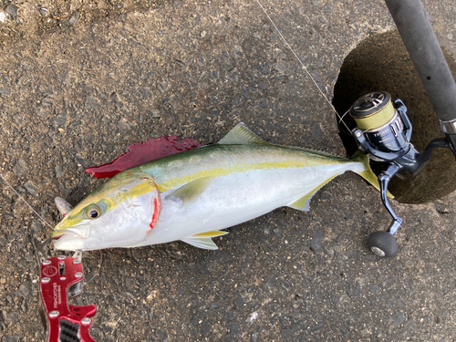 イナダの釣果