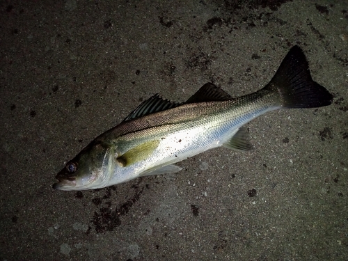 セイゴ（マルスズキ）の釣果