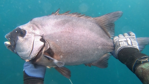 イシダイの釣果